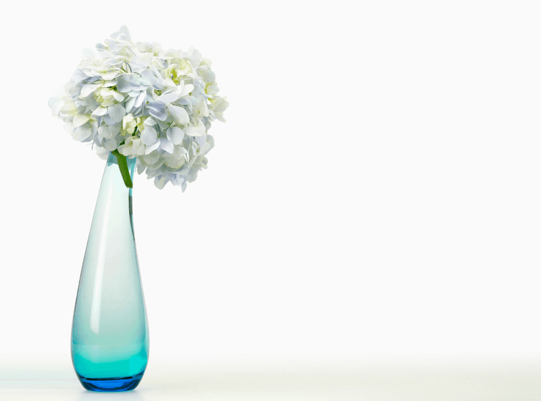 A photo of a large white flower with plenty of volumous petals in a transparent, blue, tapered vase.