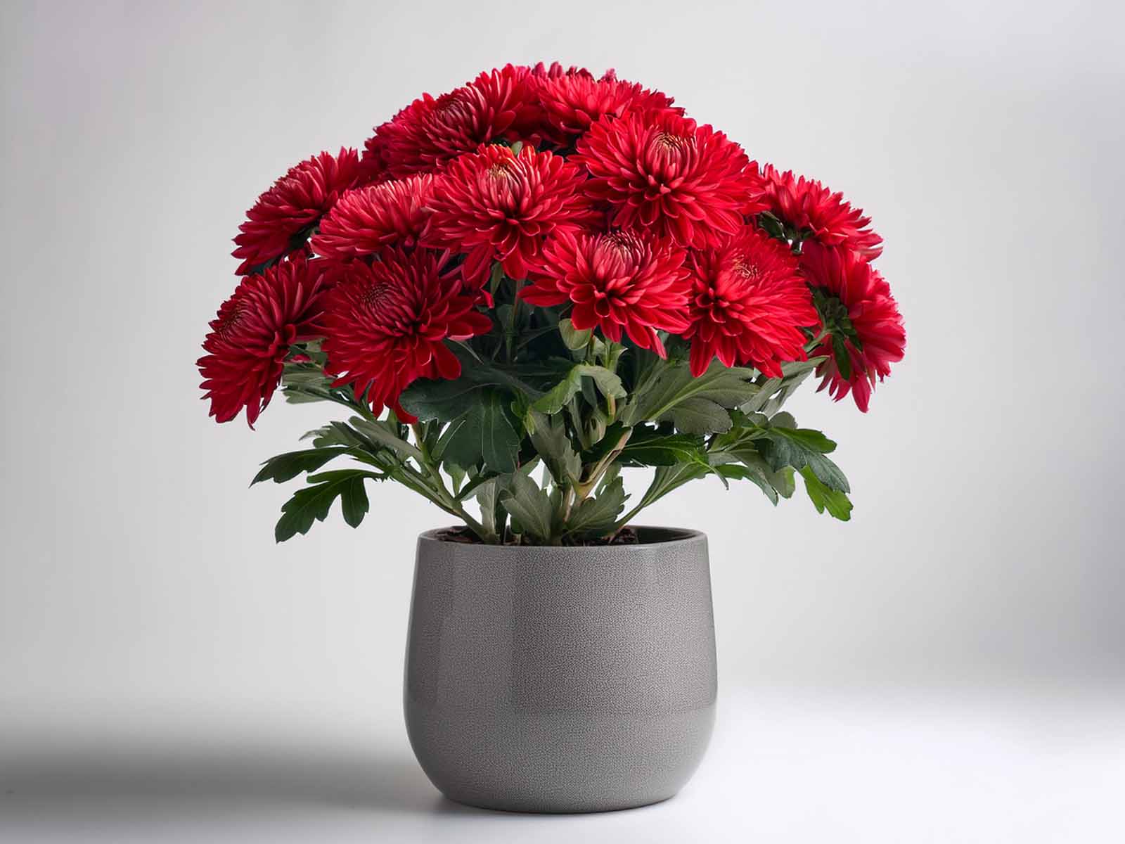 Bright and cheerful Chrysanthemum flowers, perfect for seasonal decor in St. Louis offices, supplied by Tropical Decor.