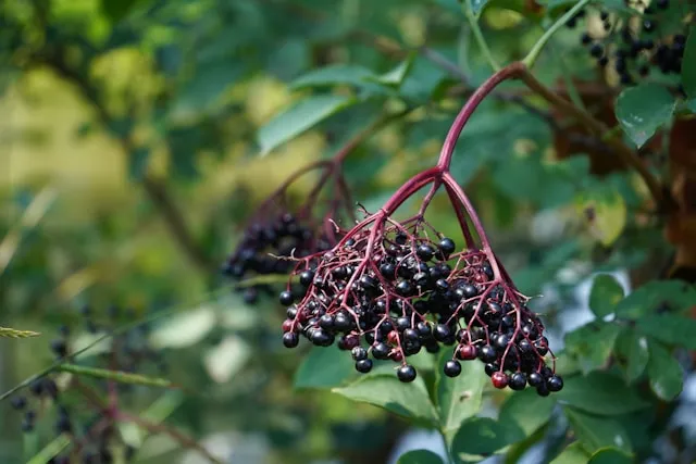 Elderberry on a tree
