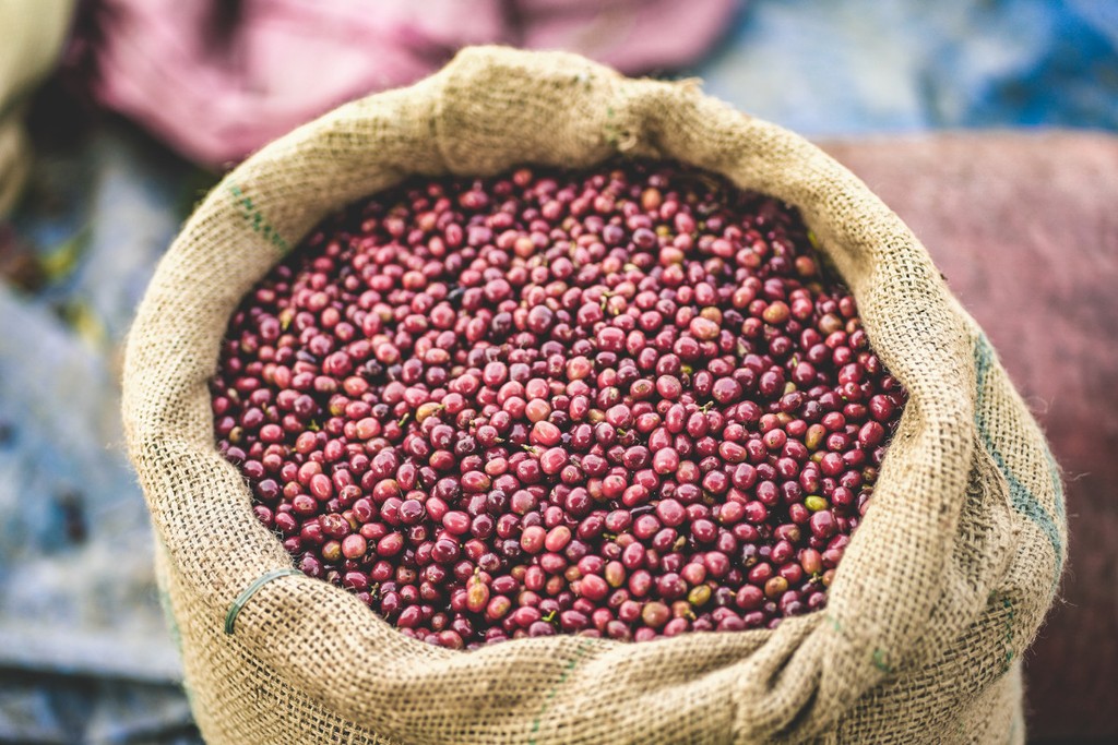 Coffee cherries in basket, freshly picked up, kava