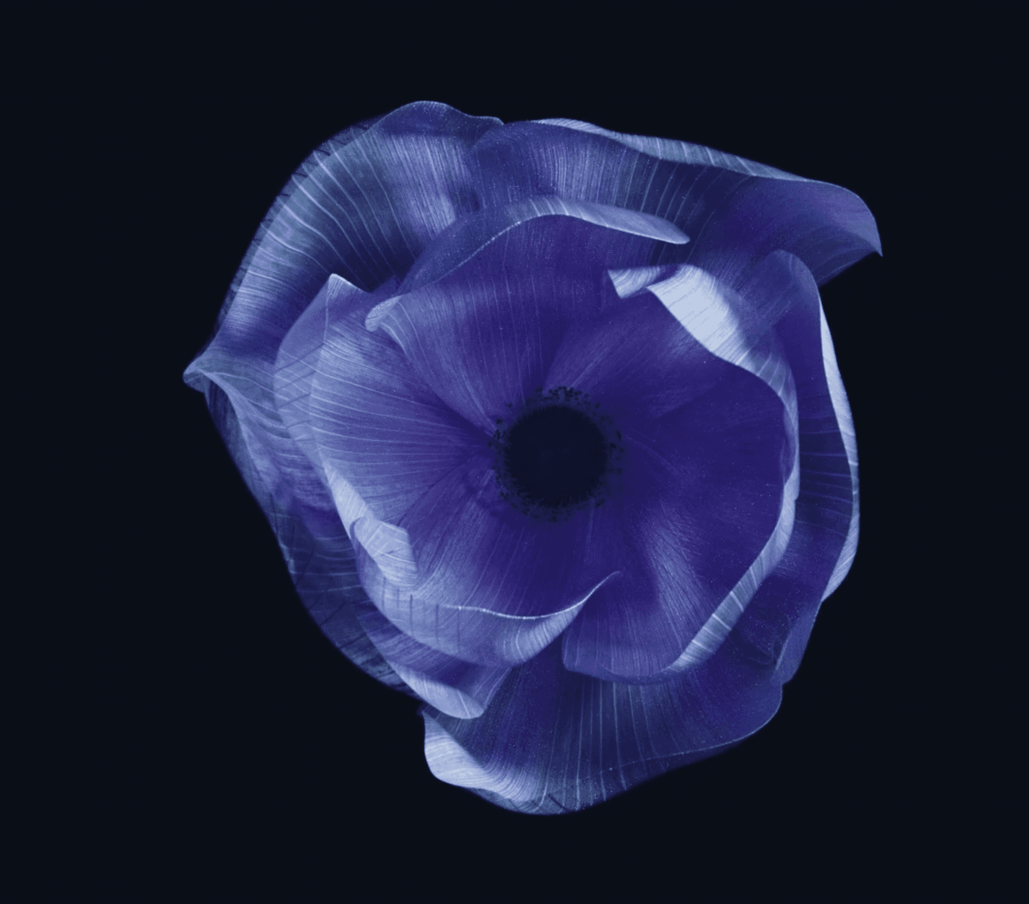 Person, holding a white rose behind his back with one arm on a light blue background