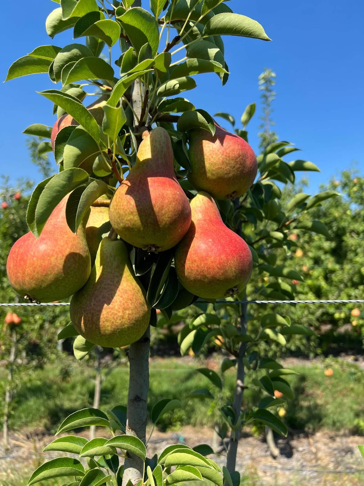 Green pears on tree, optimal firmness for long transit.
