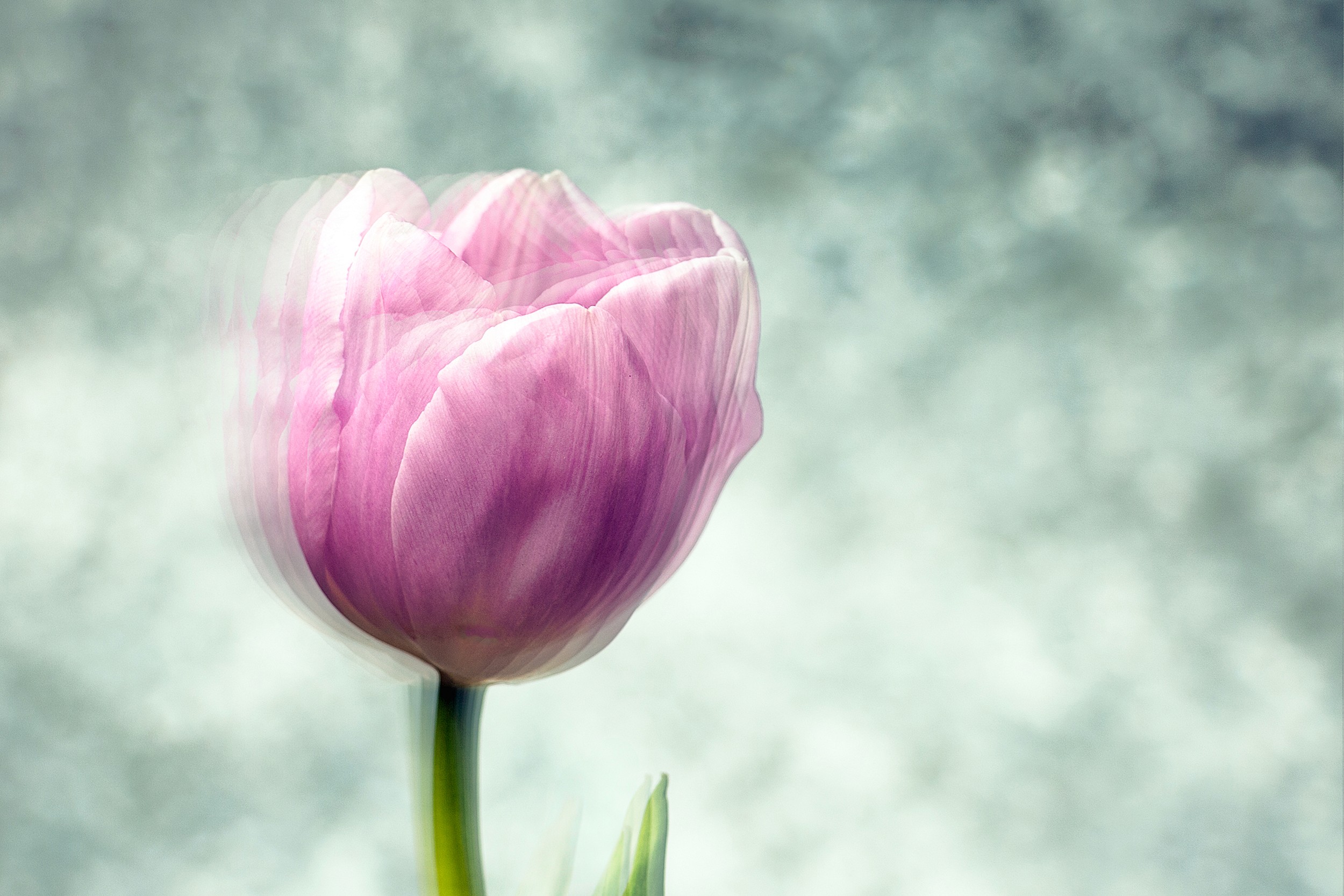 A pink tulip sways gently against a textured, pale blue-gray background. Subtle movement and light gradients evoke quiet growth.
