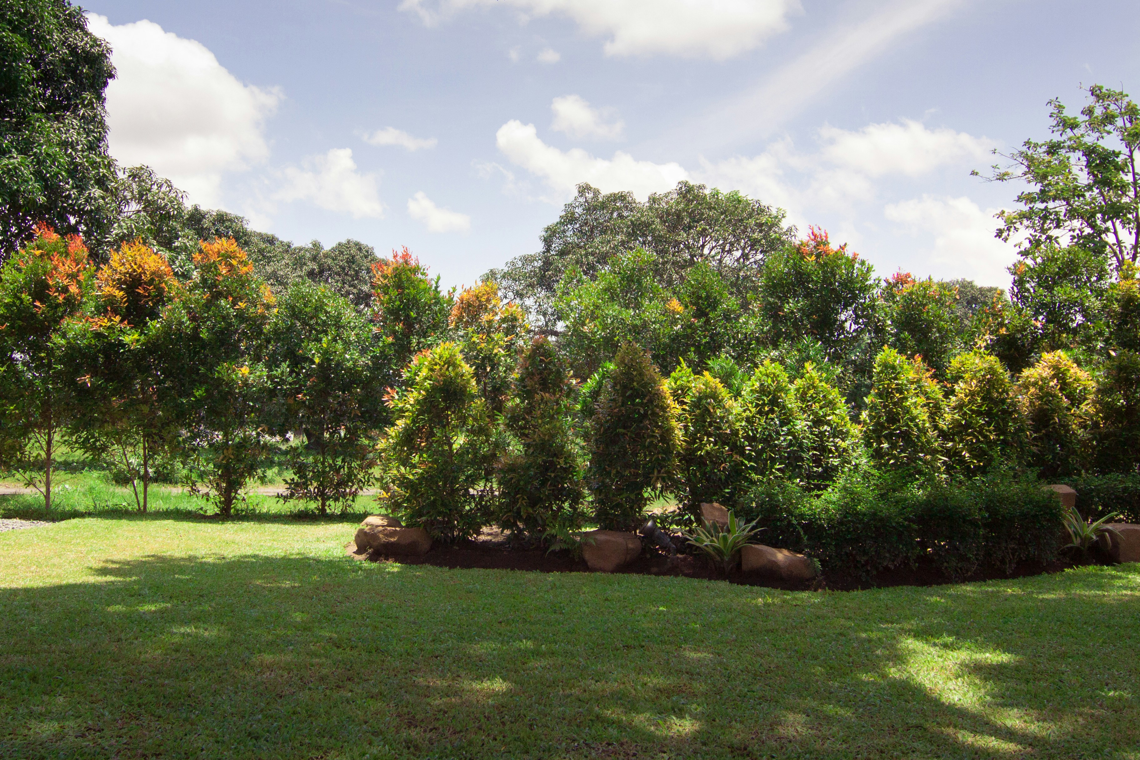 green grass field with trees during daytime