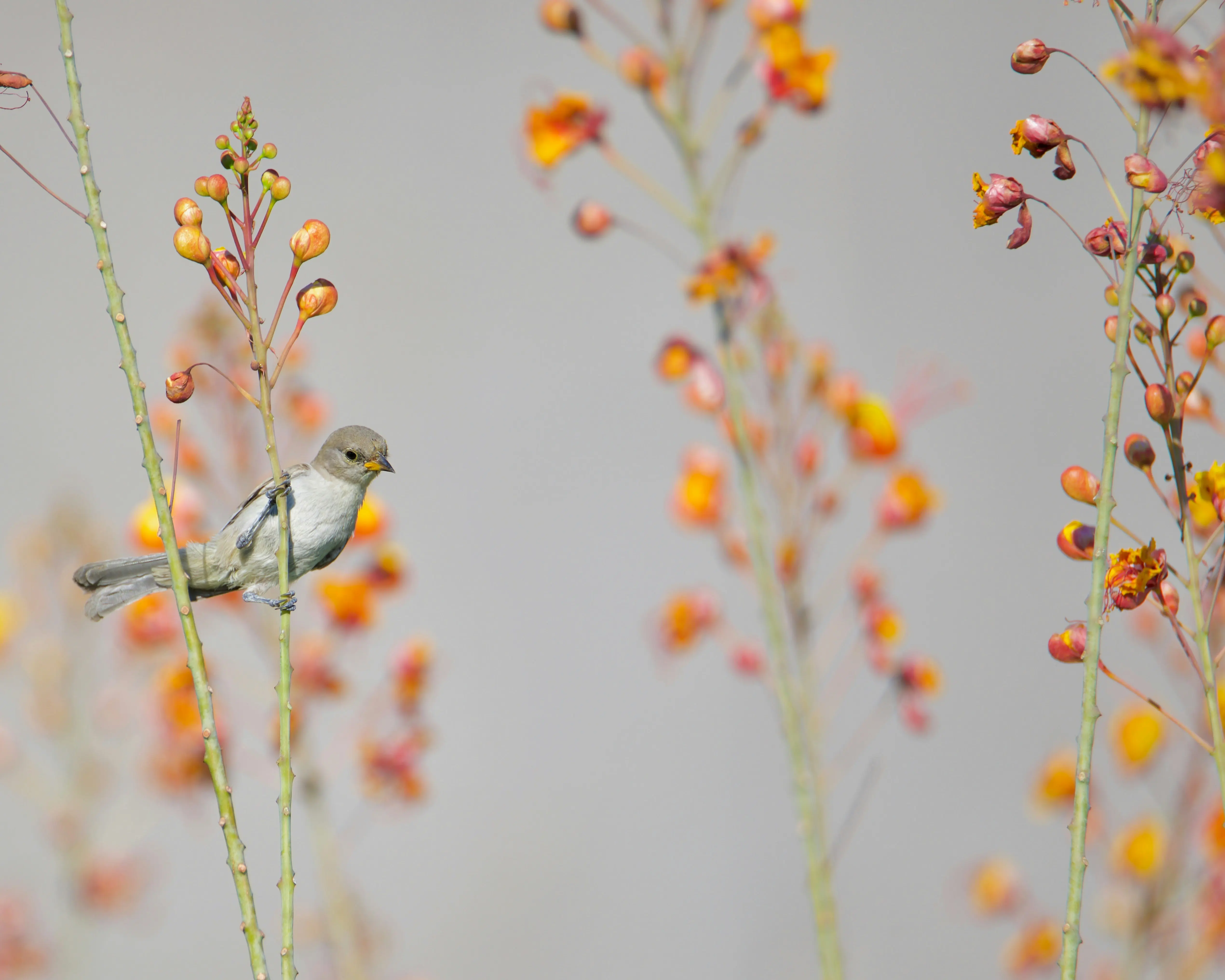 Oiseau posé délicatement sur une tige, symbole de légèreté et de présence apaisante dans le silence