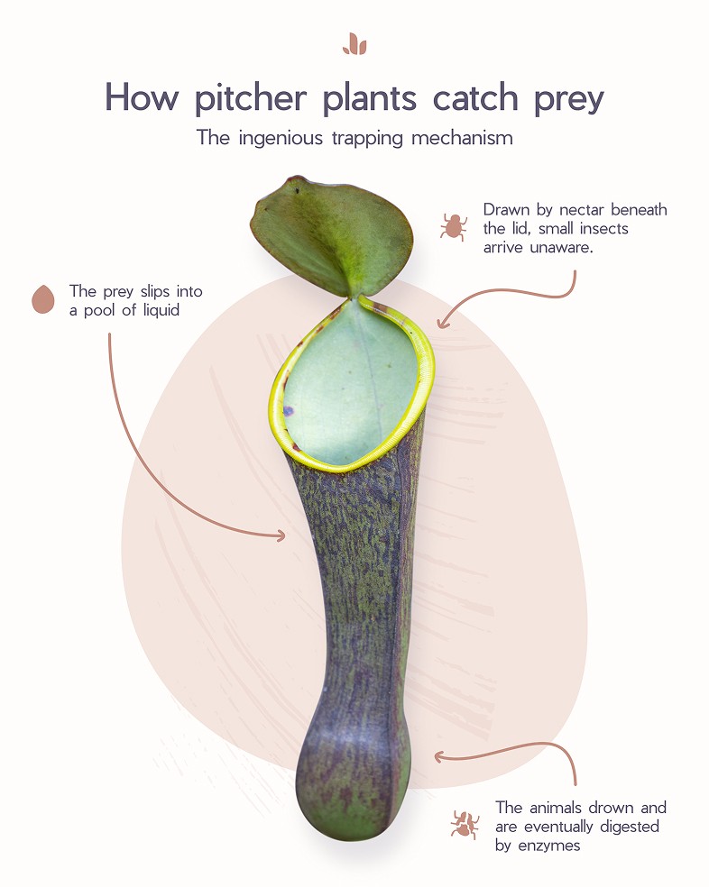 Infographic design for a pitcher plant