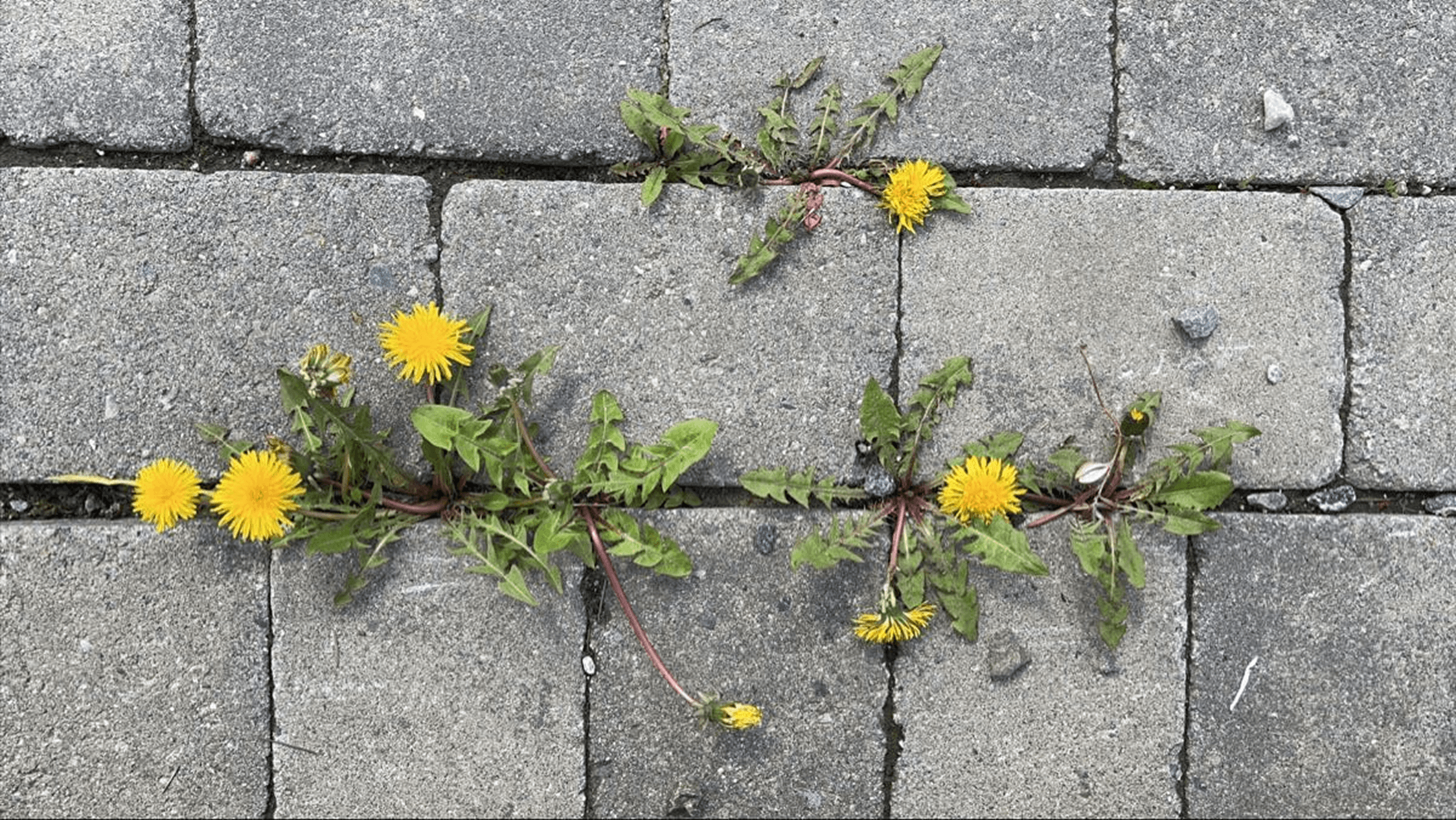 a woman wearing headphone