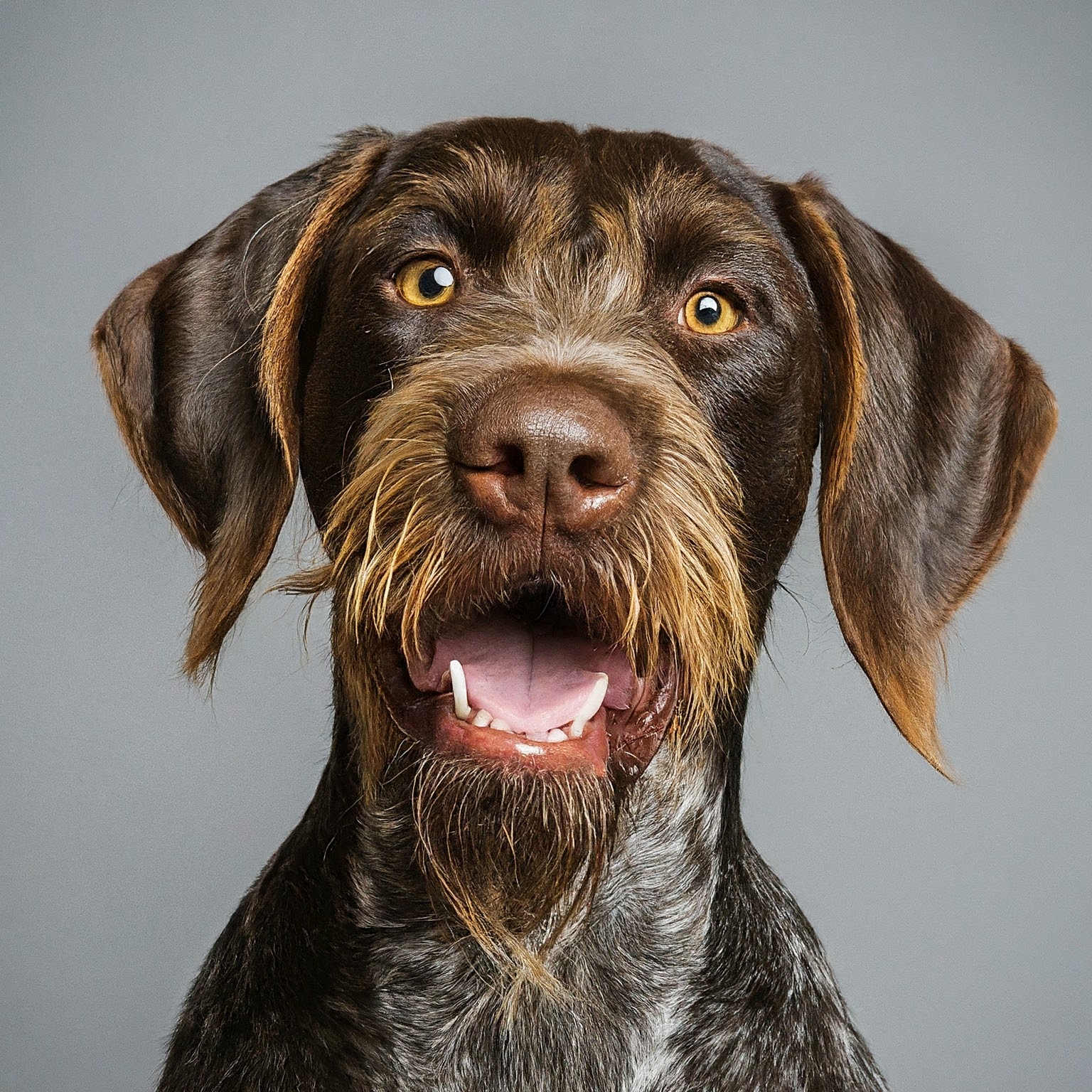 BUDDYUNO, German Wirehaired Pointer