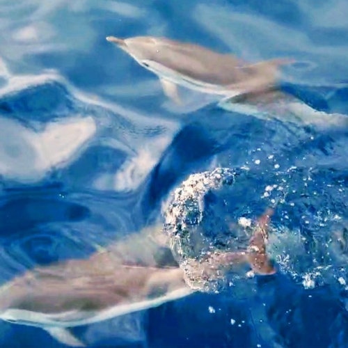 Dauphins