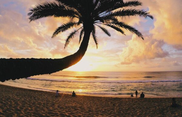 Palm tree overlooking a beach sunset in Oahu, Hawaii.