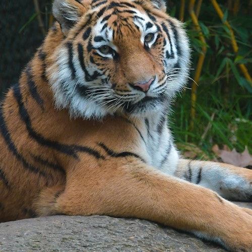 Parco Natura Viva: Ingresso com Data Aberta em Bussolengo