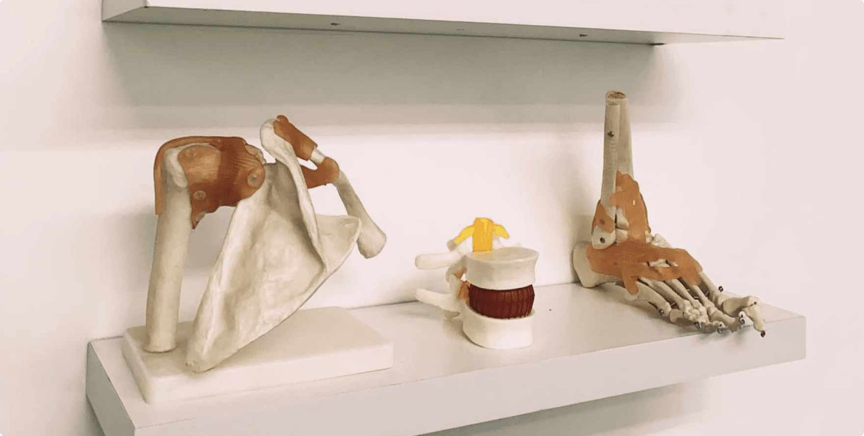 anatomy models of body parts