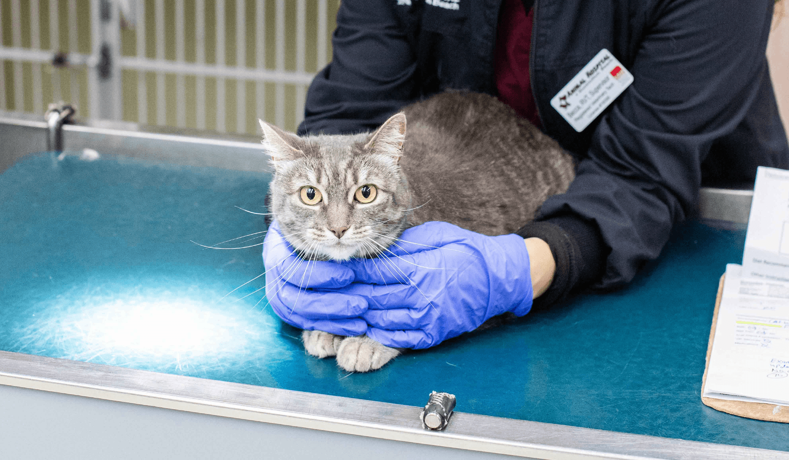 A cat happily stretching in the grass