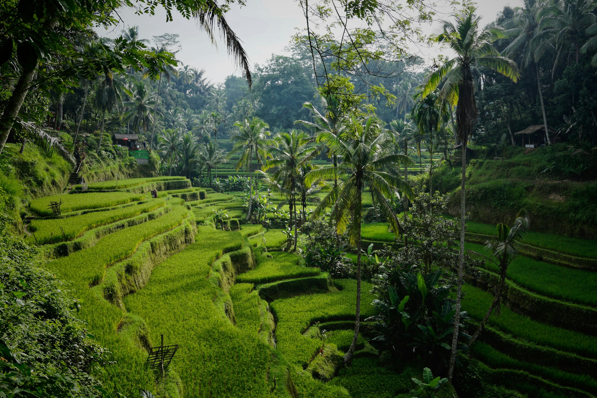 Rýžové terasy ve vnitrozemí Bali