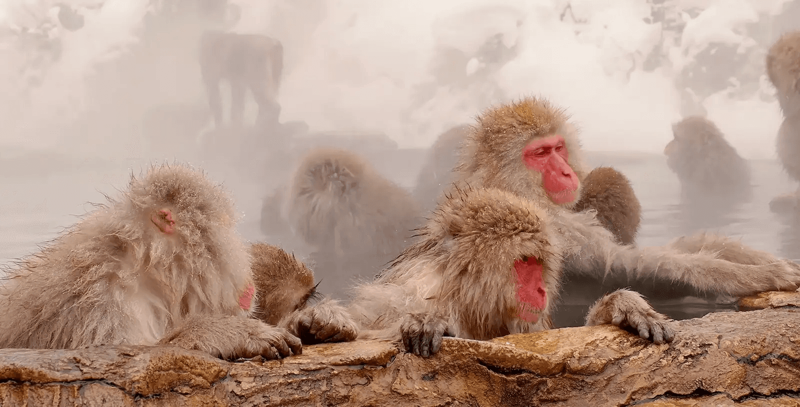 Snow monkeys soaking in the misty pool during the quiet early hours at Jigokudani