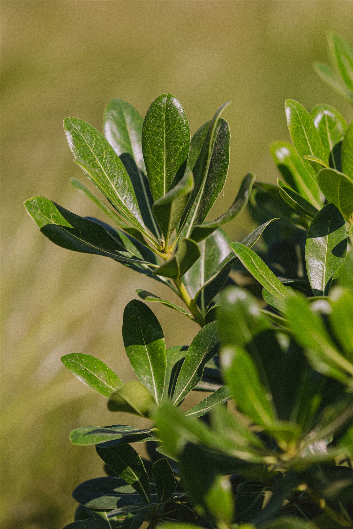 Pittosporum tobira Nana Eiviss Garden