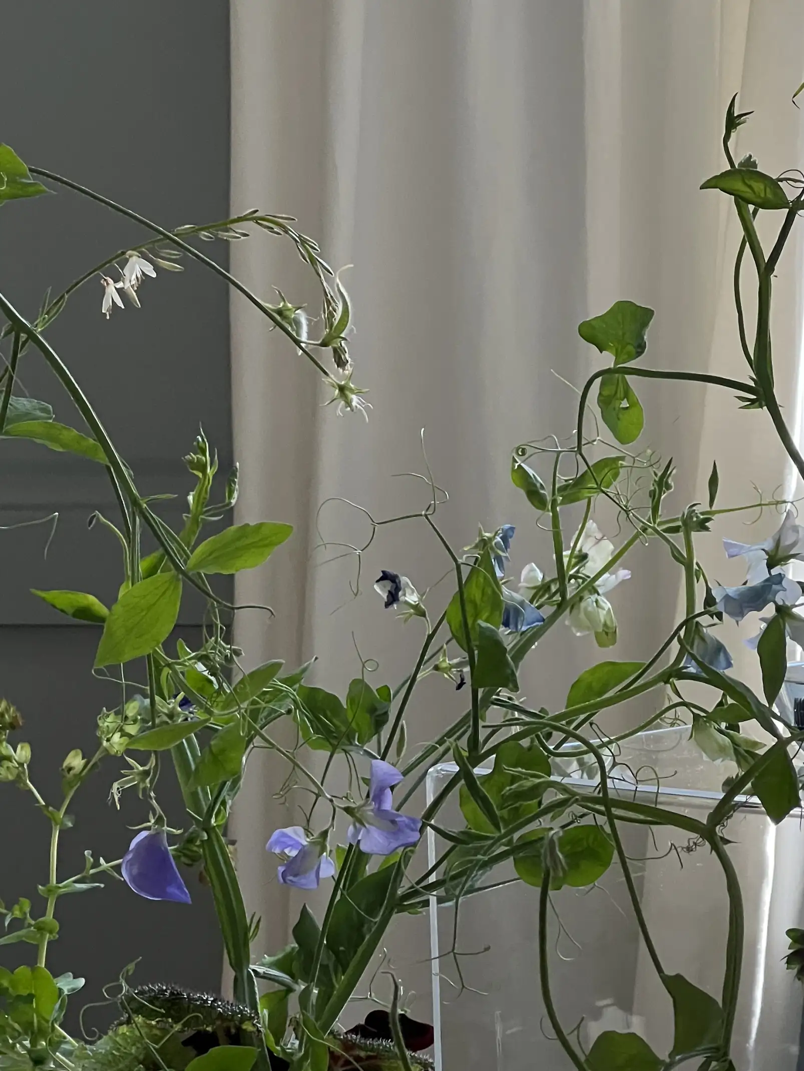 Composición floral con tallos verdes y flores lilas y blancas en ambiente interior con cortinas claras.