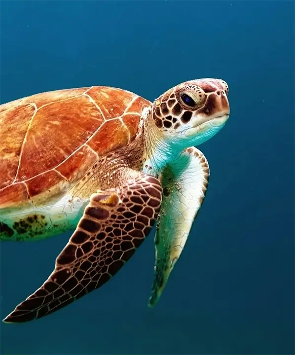 Sea Turtle swimming underwater