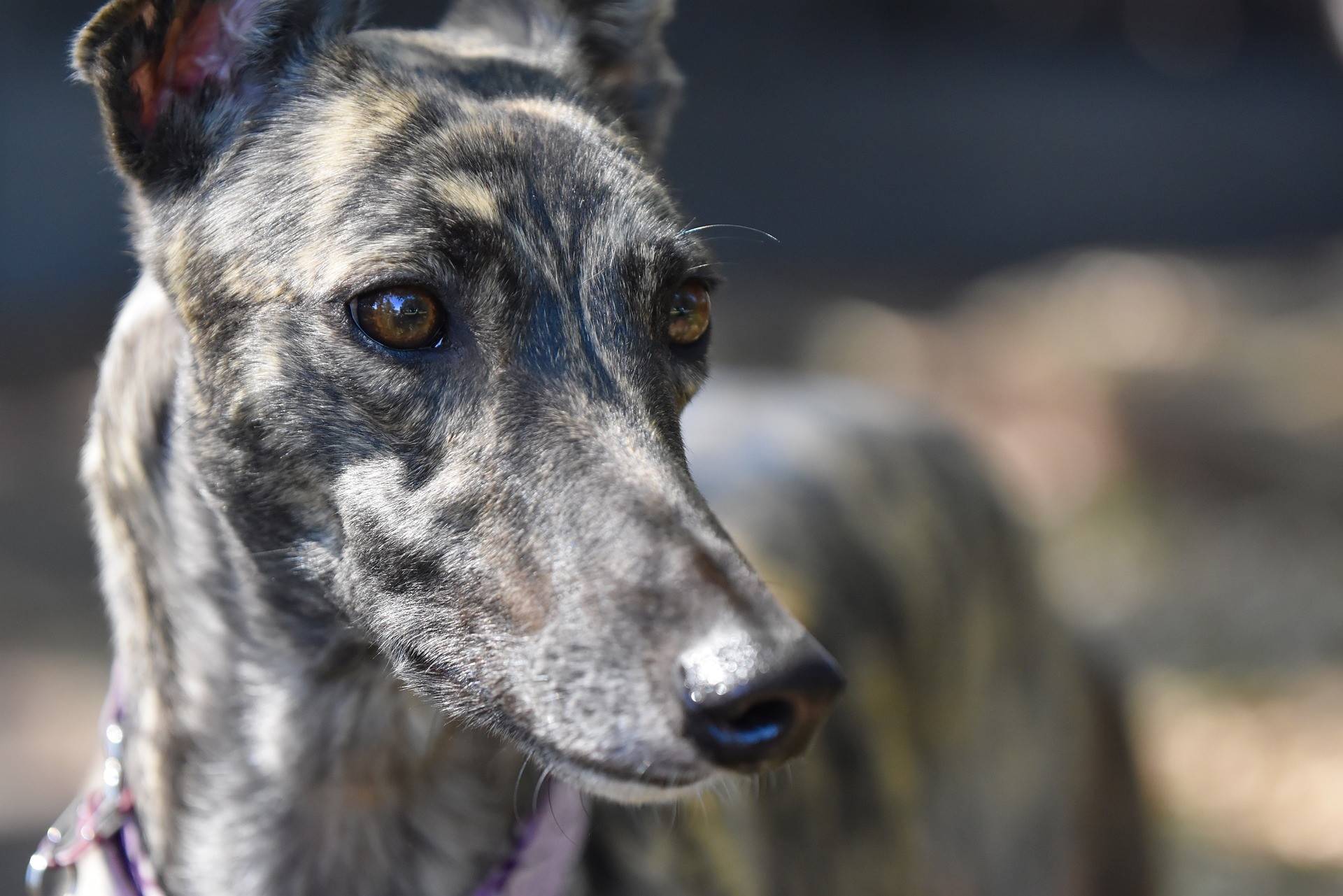 Greyhound Physical Characteristics