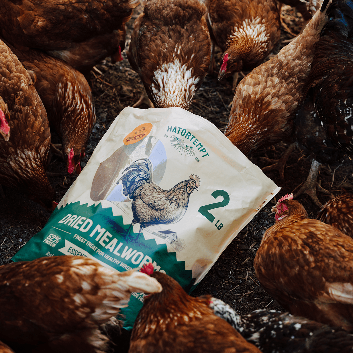 dried mealworms for chickens