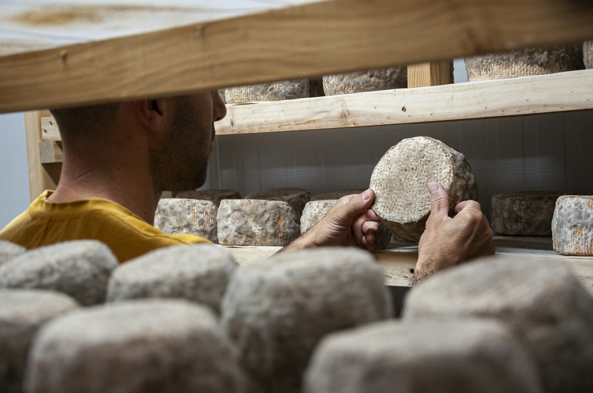 Cheeses curing on wooden shelves