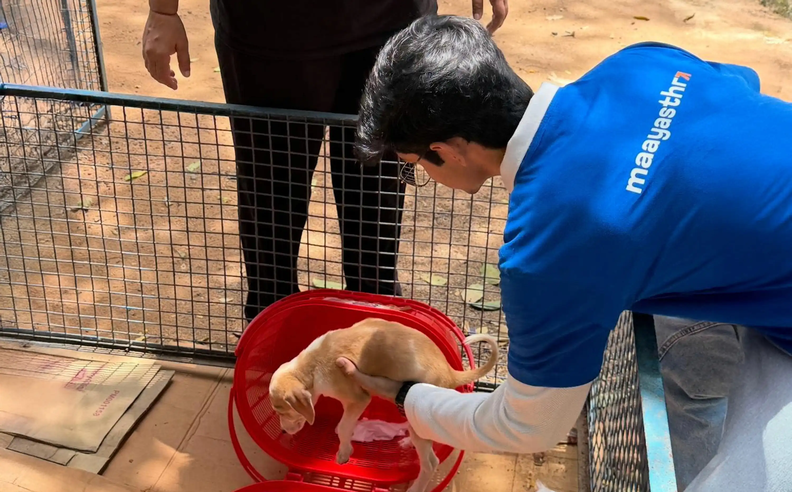Volunteer in Maayashtra tee feeding an animal