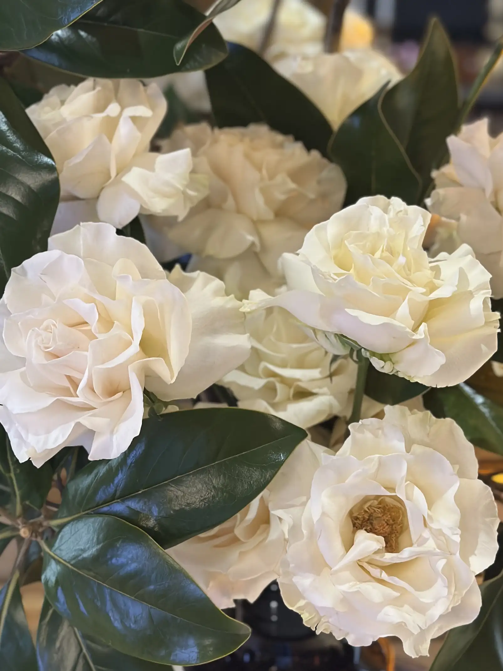 Ramillete de flores blancas de pétalos amplios y suaves, acompañadas por hojas verdes brillantes de gran tamaño, que resaltan el contraste entre la textura aterciopelada de las flores y el brillo intenso del follaje.