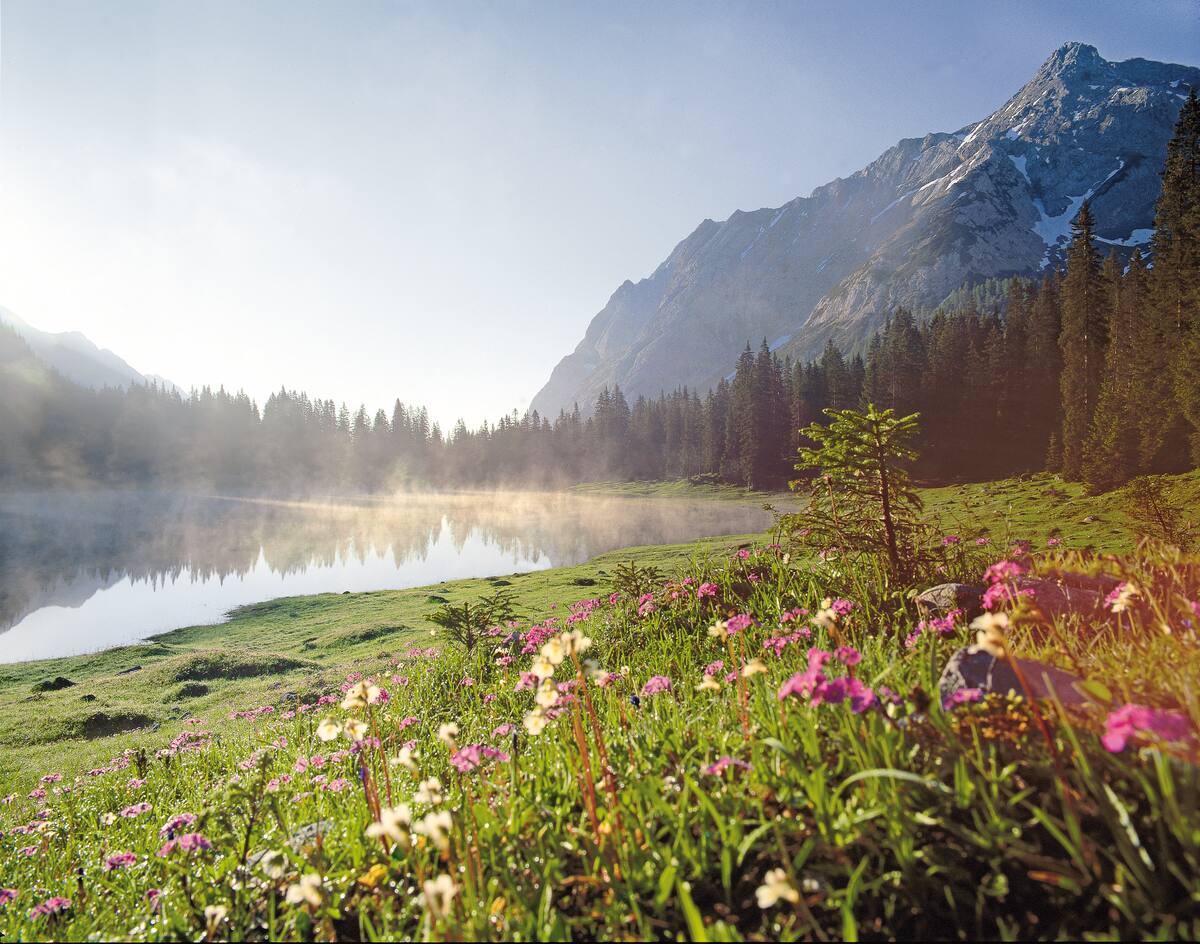 igelsee bergsee im gaistal in leutasch almblumen