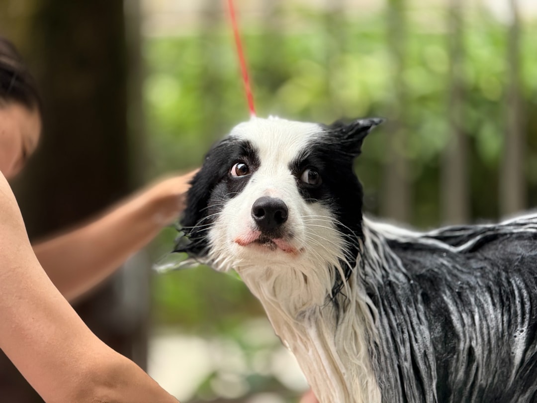 A wet dog is getting a bath.