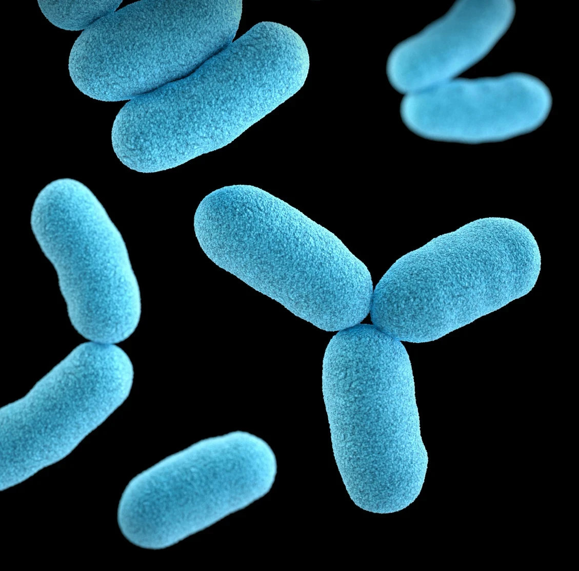 Epithelial cell invasion by Actinobacillus actinomycetemcomitans | Bloor-Yorkville Periodontics