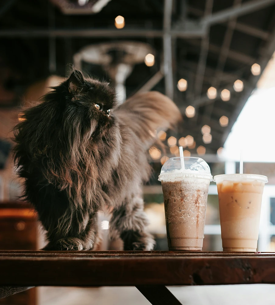 Meow and mango cat cafe brand photo
