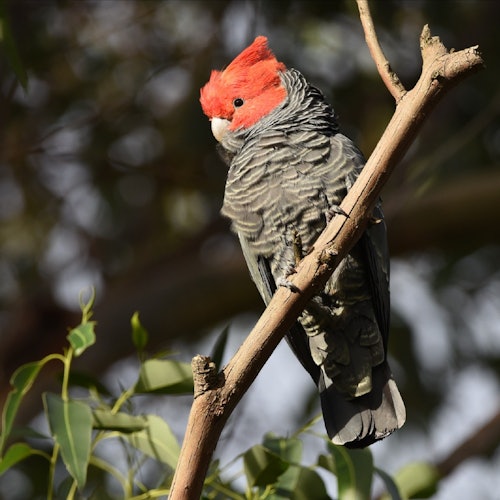 野生動物之最佳之旅