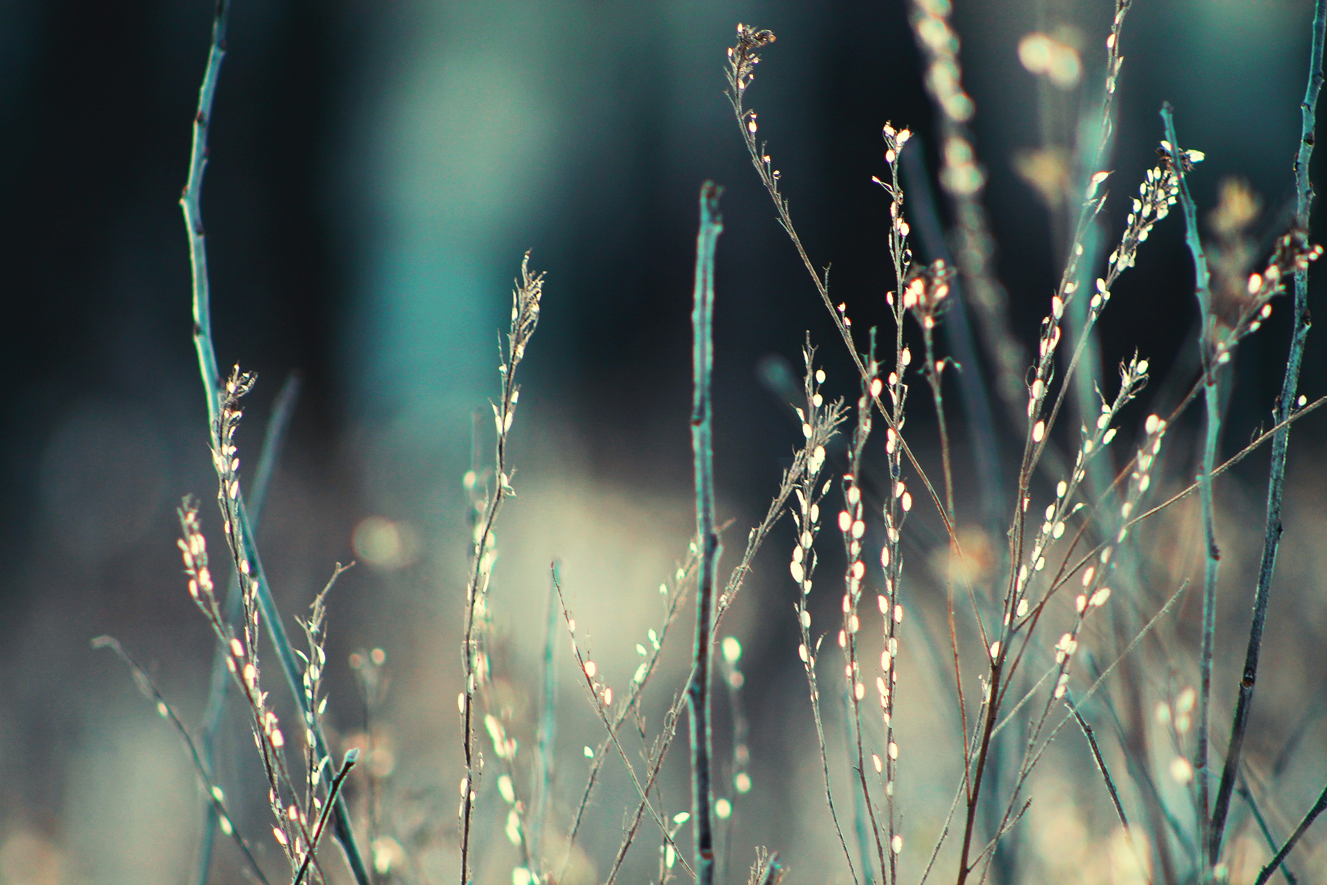 brown grass in close up photography