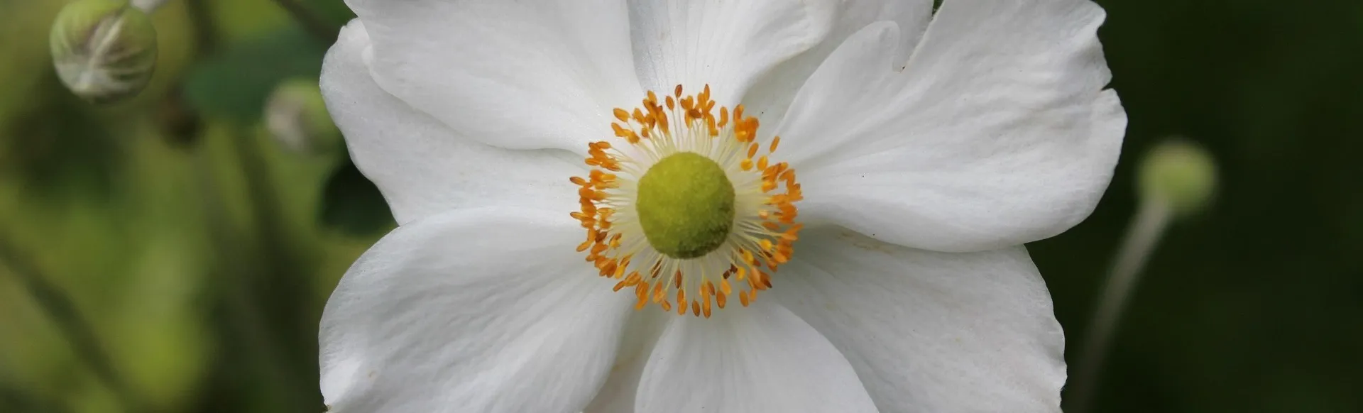 Eine weiße Blume.