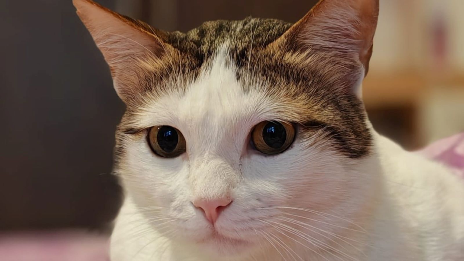 A cat is showing a focused and curious look.