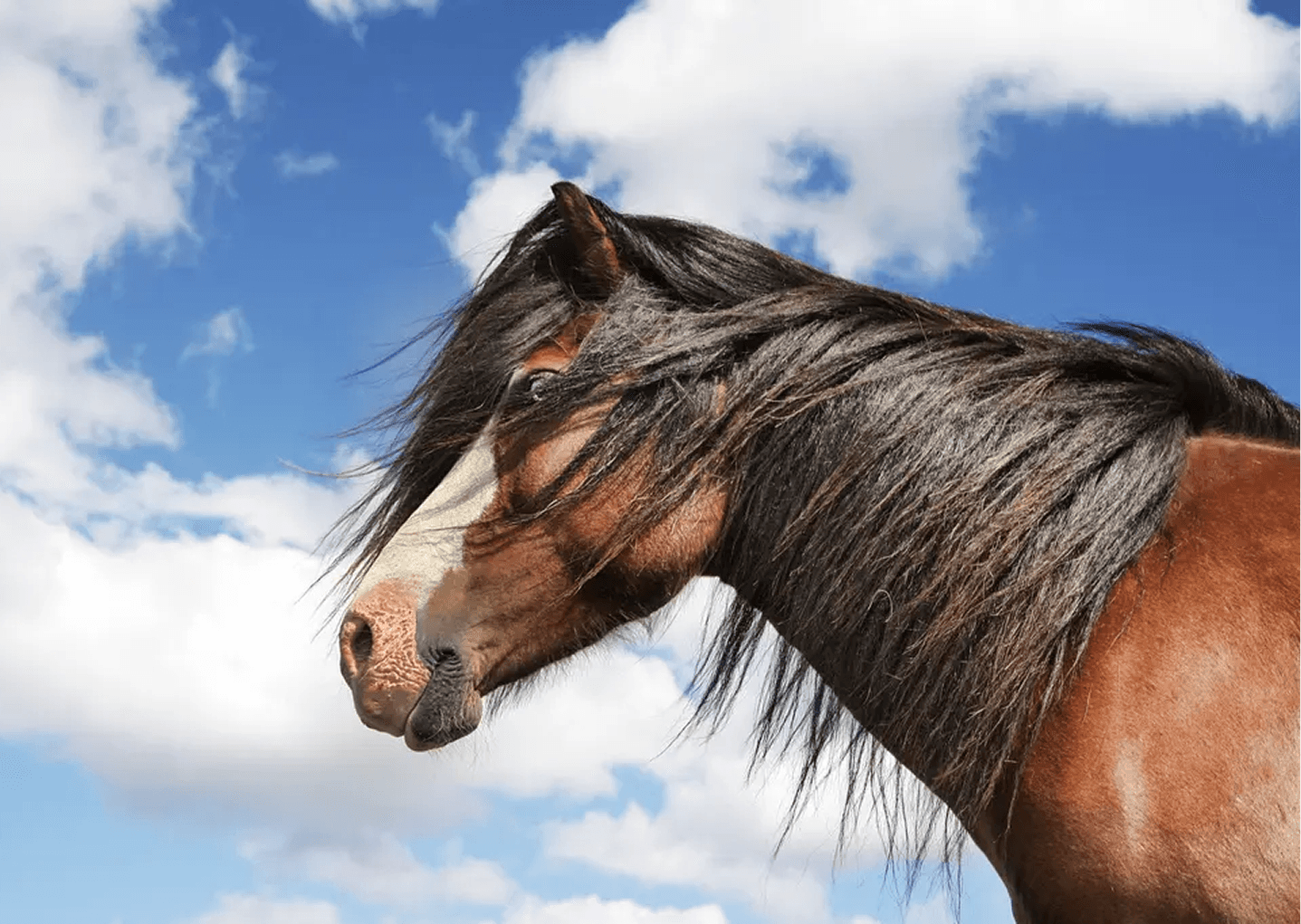 Close up of a horse with a sky in the background