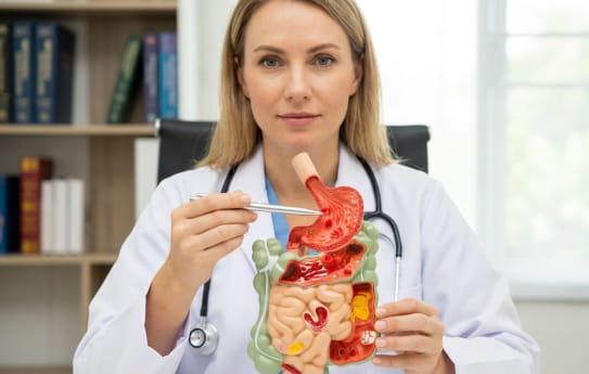 Лікар показує макет ШКТ