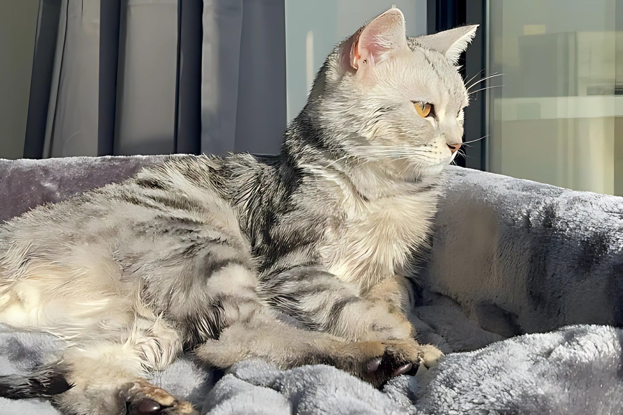A cat is lying down on the gray bed and looking out the window.