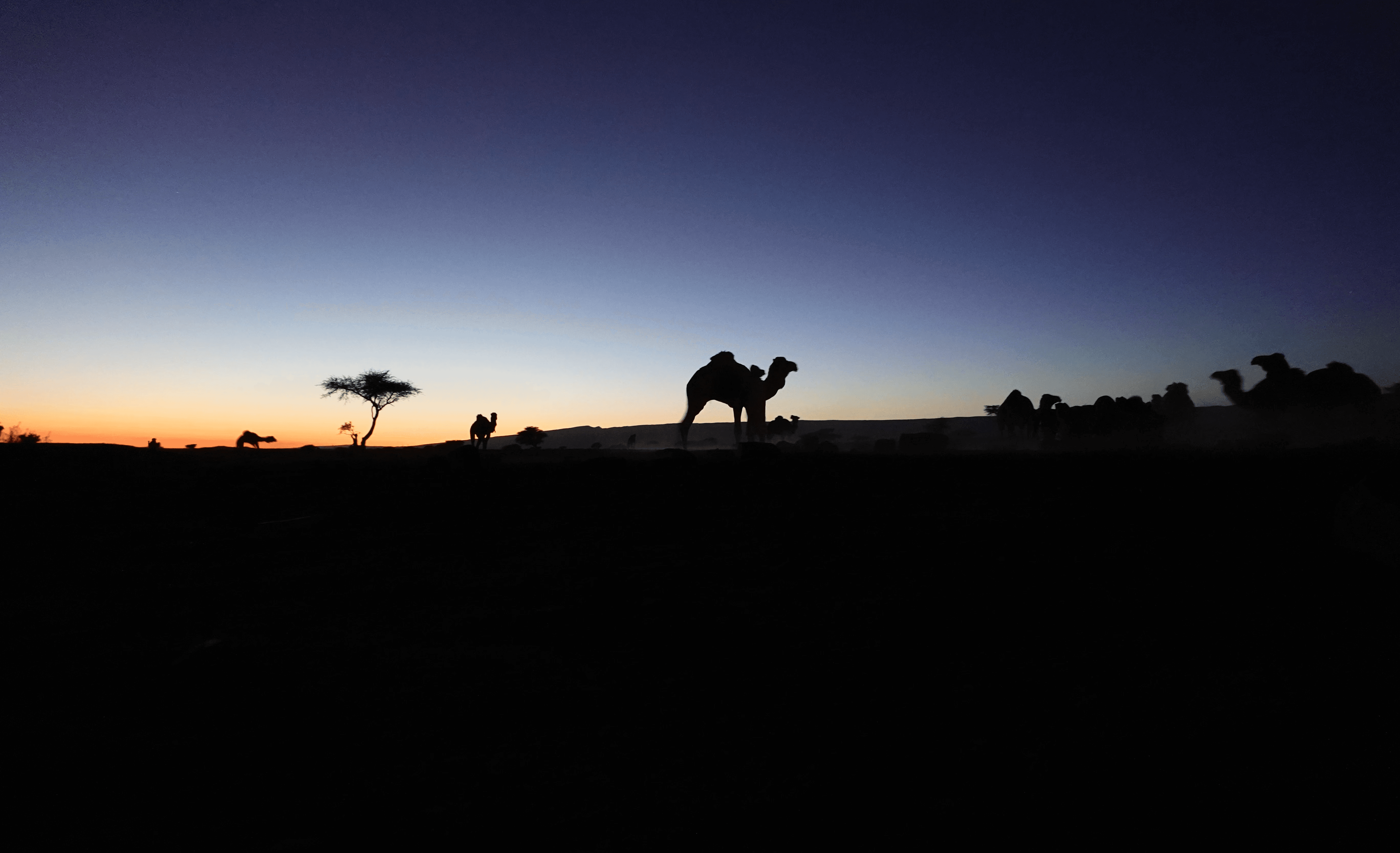 Sunset image of Dromedans in the Sahara desert