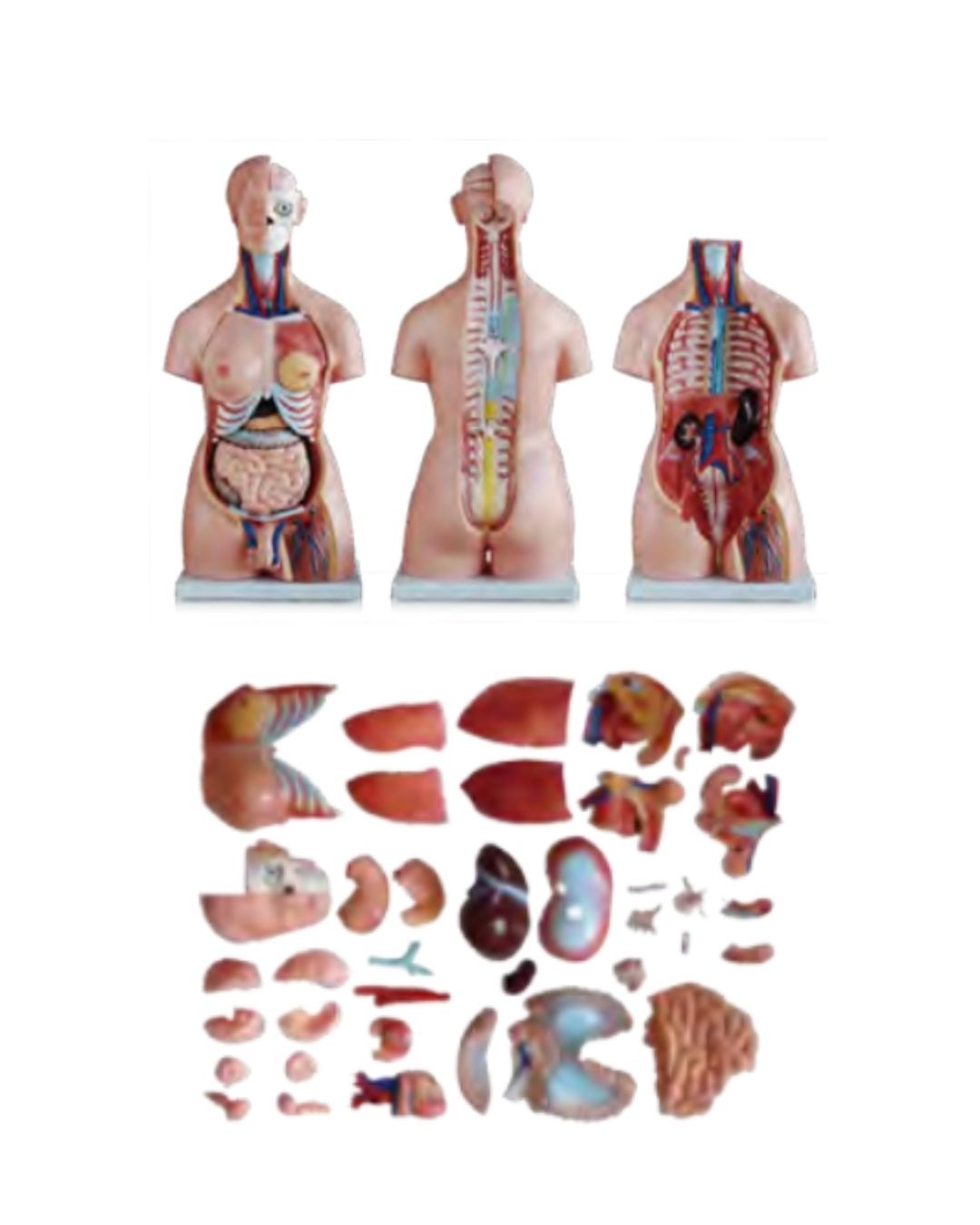 Human Muscle Model