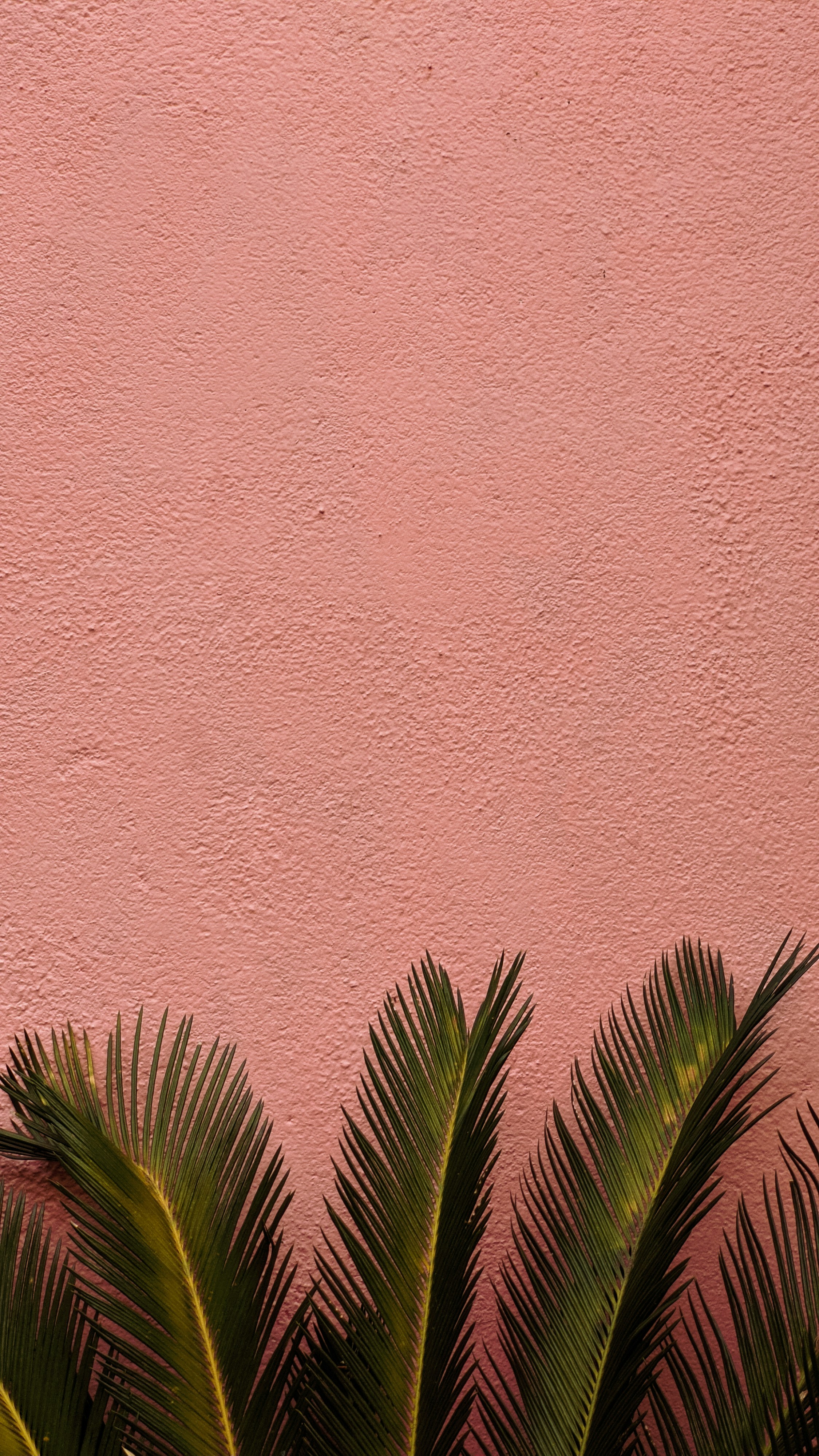 Green leaves against a pink wall