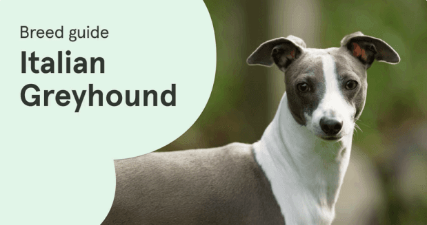 A grey and white Italian Greyhound looks elegantly over its shoulder, alongside a "Breed guide: Italian Greyhound" text graphic on a pale green background.