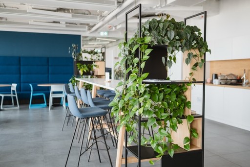 roślina z realizacji dla jednego z klientów