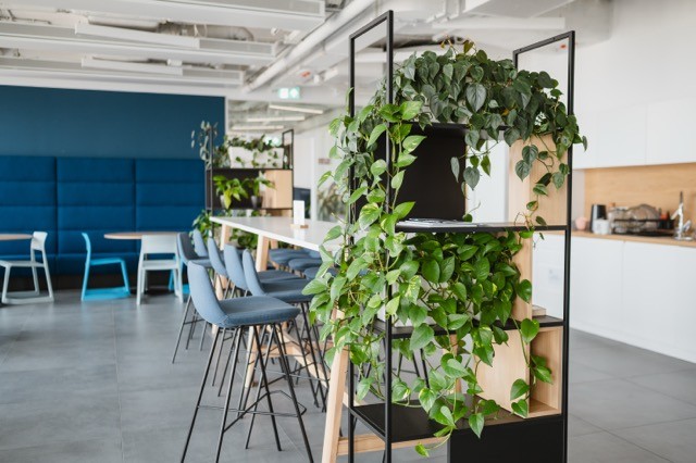 roślina z realizacji dla jednego z klientów