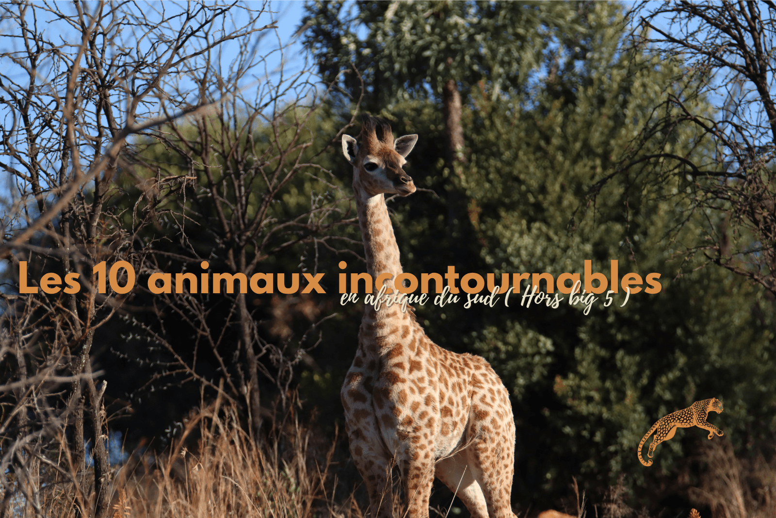 jeune girafe