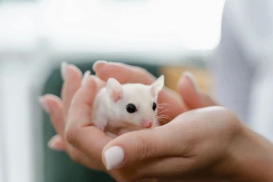 a white mouse in hands