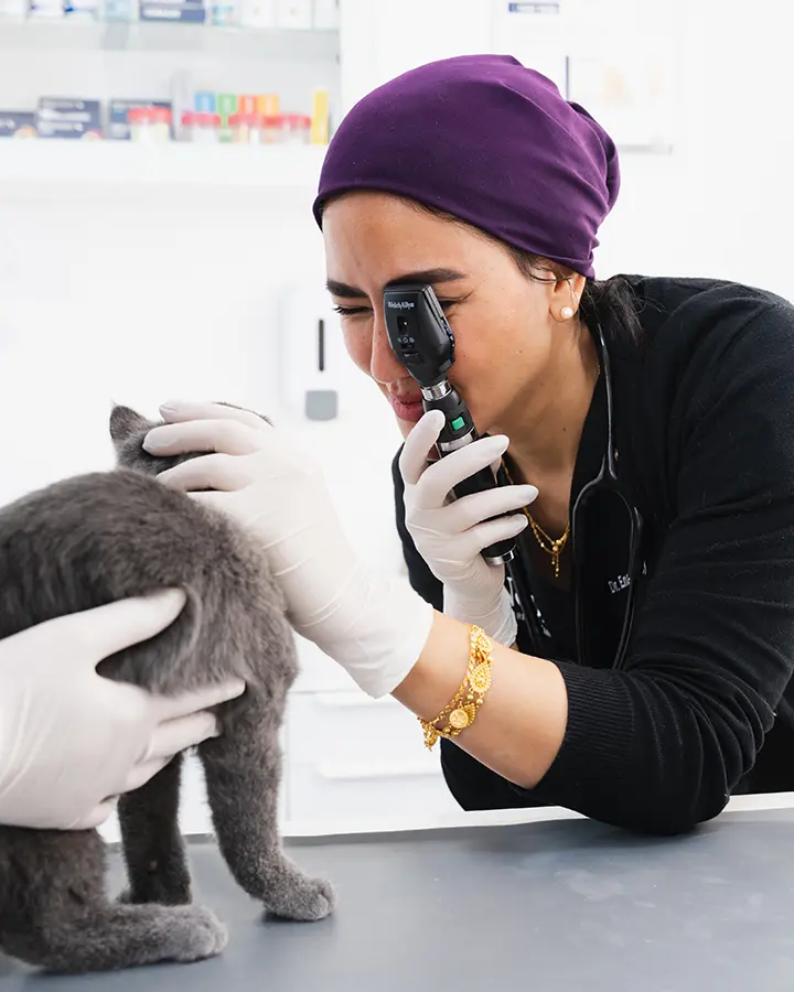 Dr. Enas Ashry examining a grey cat's eye with an ophthalmoscope during a check-up at Noble Veterinary Clinics.