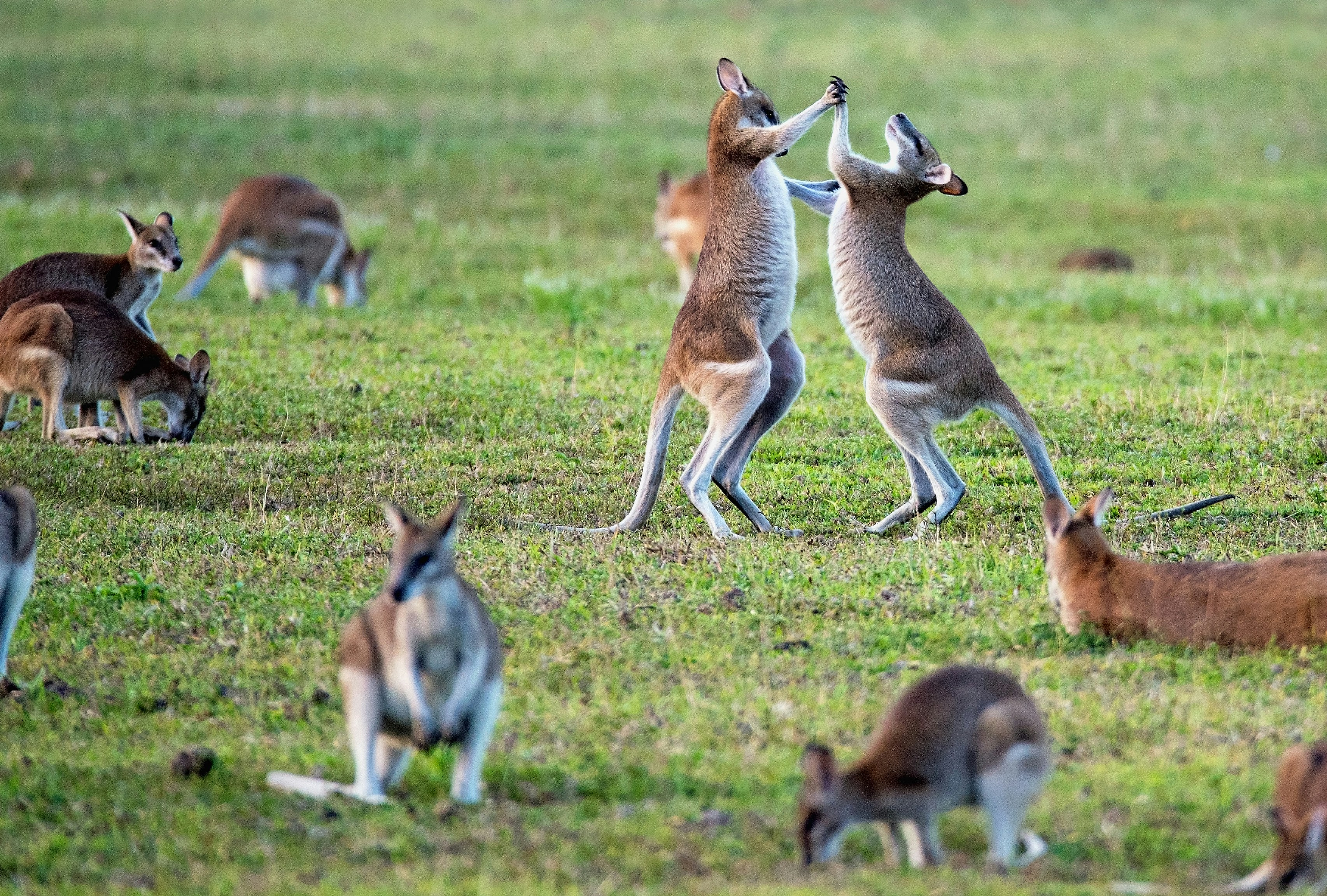 Kangaroos in field