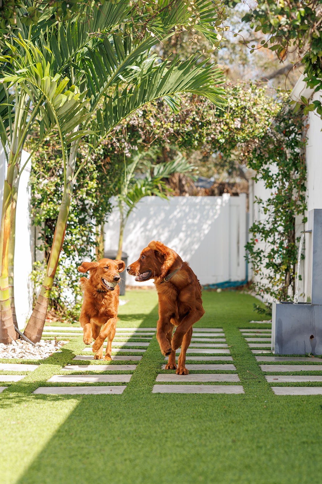 Two dogs running and playing on turf.