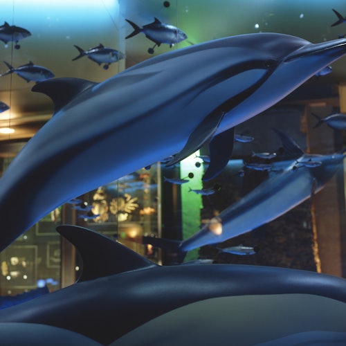 作为室内水族主题展的一部分，几种海豚模型和鱼类悬挂在空中，周围伴有柔和的灯光。